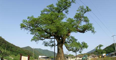 칠북 회화나무